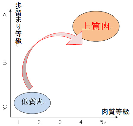 100327_鳥山畜産食品(株)様_牛肉の格付け