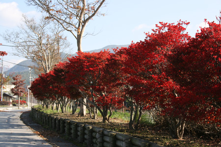 091028_道沿いの紅葉